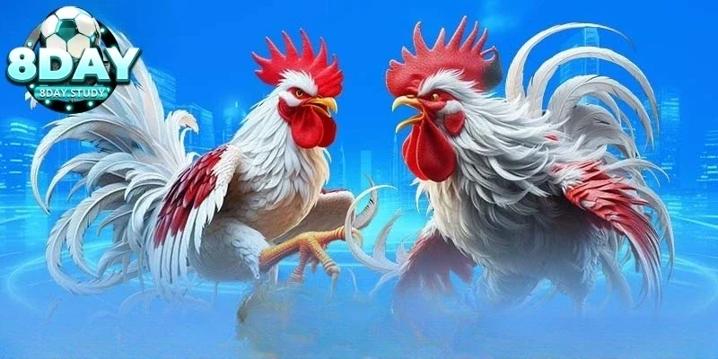 Chiến thuật chơi đá gà cựa dao tích lũy lâu năm từ cao thủ 2 Chiến thuật lựa chọn gà đá cựa dao
