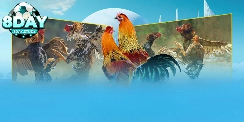 Luật đá gà cựa sắt áp dụng chung tại mọi trường gà